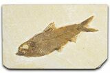 Detailed Fossil Fish (Knightia) - Wyoming #348055-1